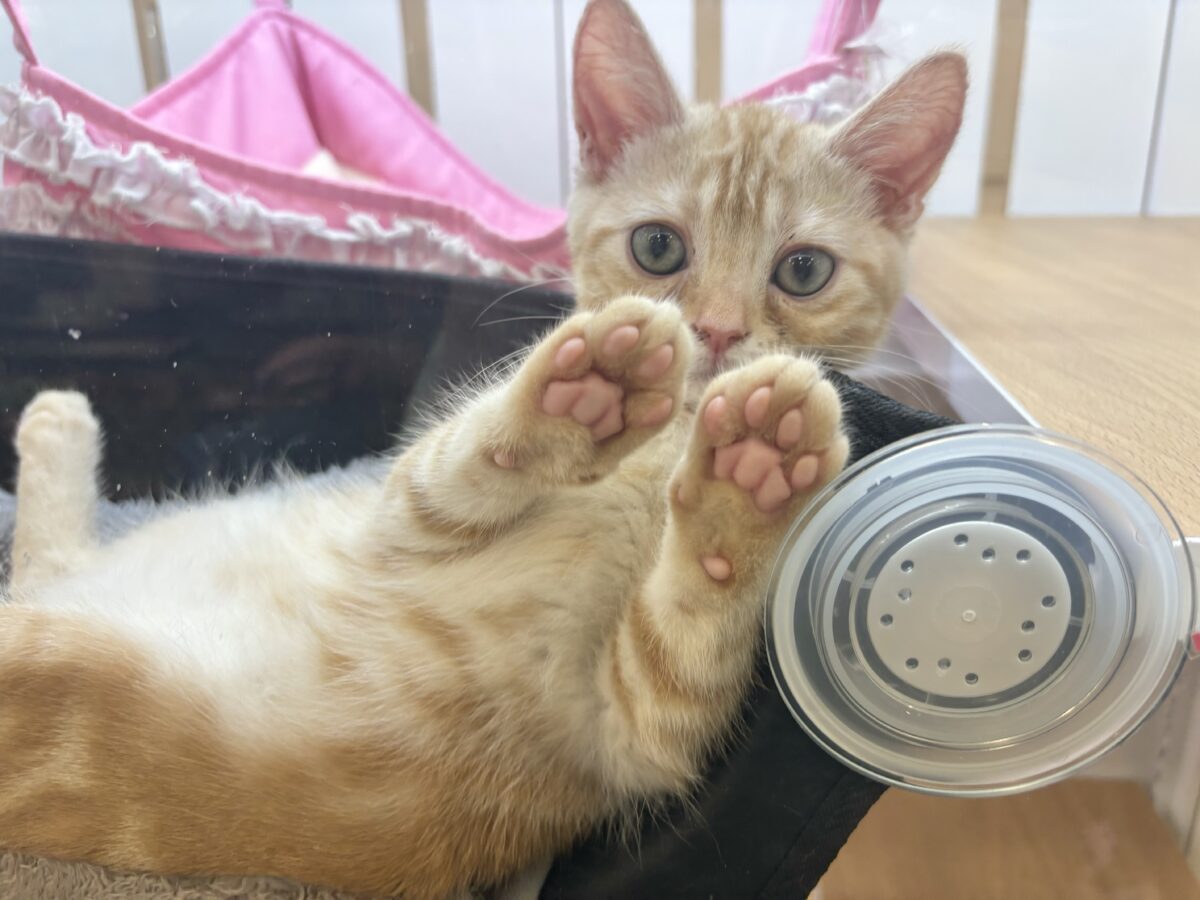 アメリカンショートヘア