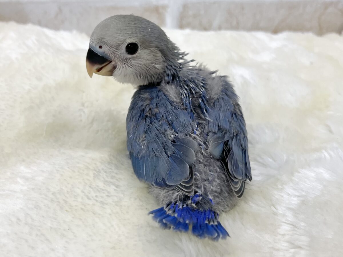 【🆙最新画像あり‼️】アイドルフェイス😍💕 コザクラインコ(バイオレット) コザクラインコ(小桜インコ)