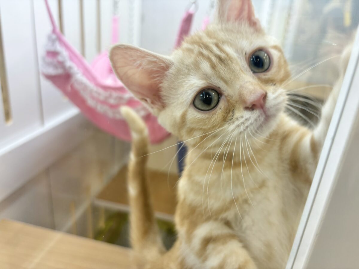 ゴロゴロの嵐がやってくる〜!?アメリカンショートヘアちゃん! アメリカンショートヘア