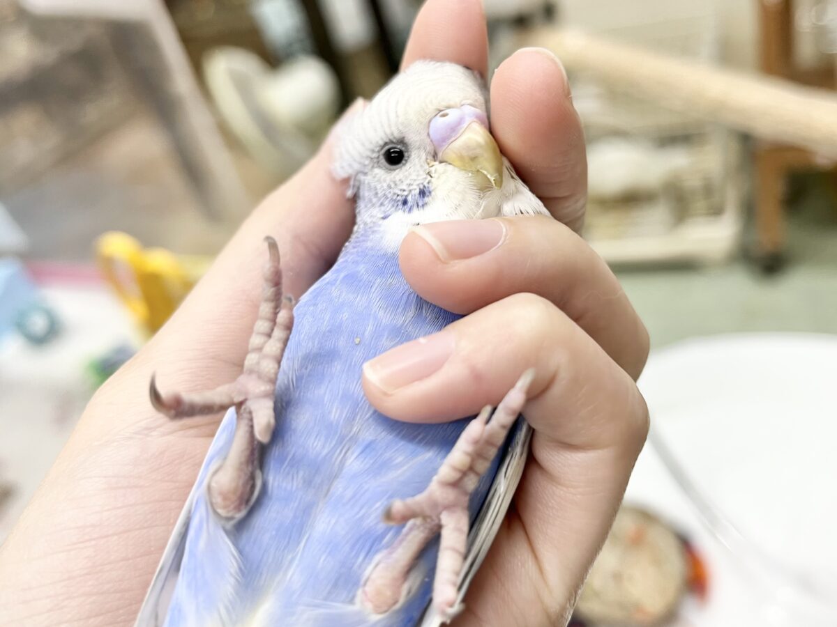 セキセイインコ