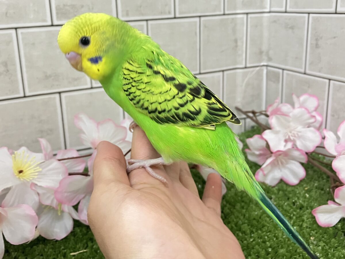 夜空を1滴💙🌙*.ぐり〜んあっぷる🍏💚セキセイインコ(グリーンオパーリン/2026年3月生まれ) セキセイインコ