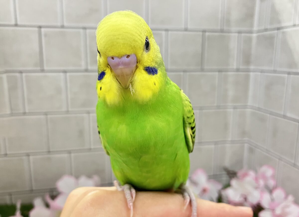 夜空を1滴💙🌙*.ぐり〜んあっぷる🍏💚セキセイインコ(グリーンオパーリン/2026年3月生まれ) セキセイインコ