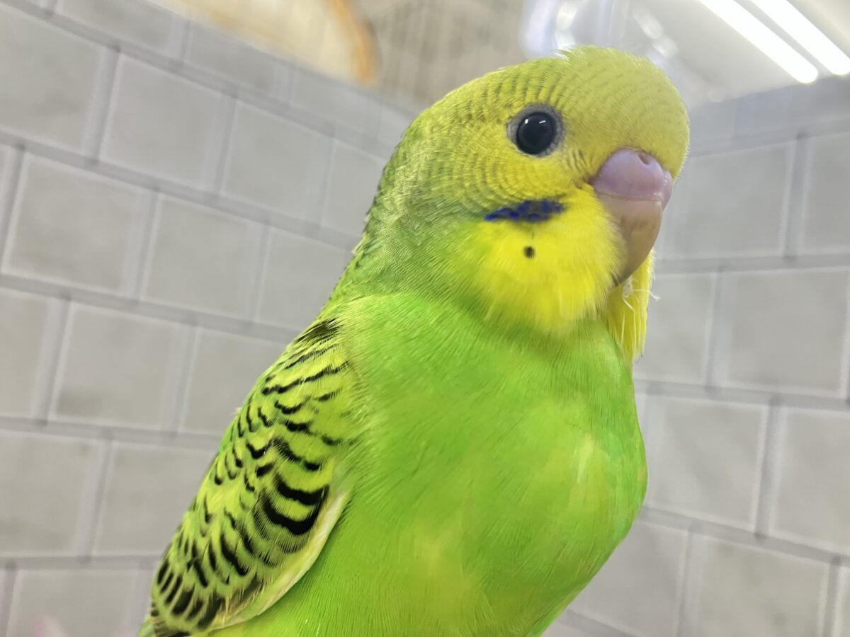 夜空を1滴💙🌙*.ぐり〜んあっぷる🍏💚セキセイインコ(グリーンオパーリン/2026年3月生まれ) セキセイインコ