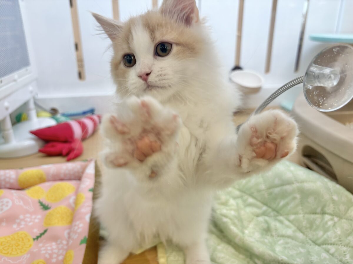 超ホヤホヤ最新画像✨大きなおめめで見つめられたら……サイベリアンくん! サイベリアン