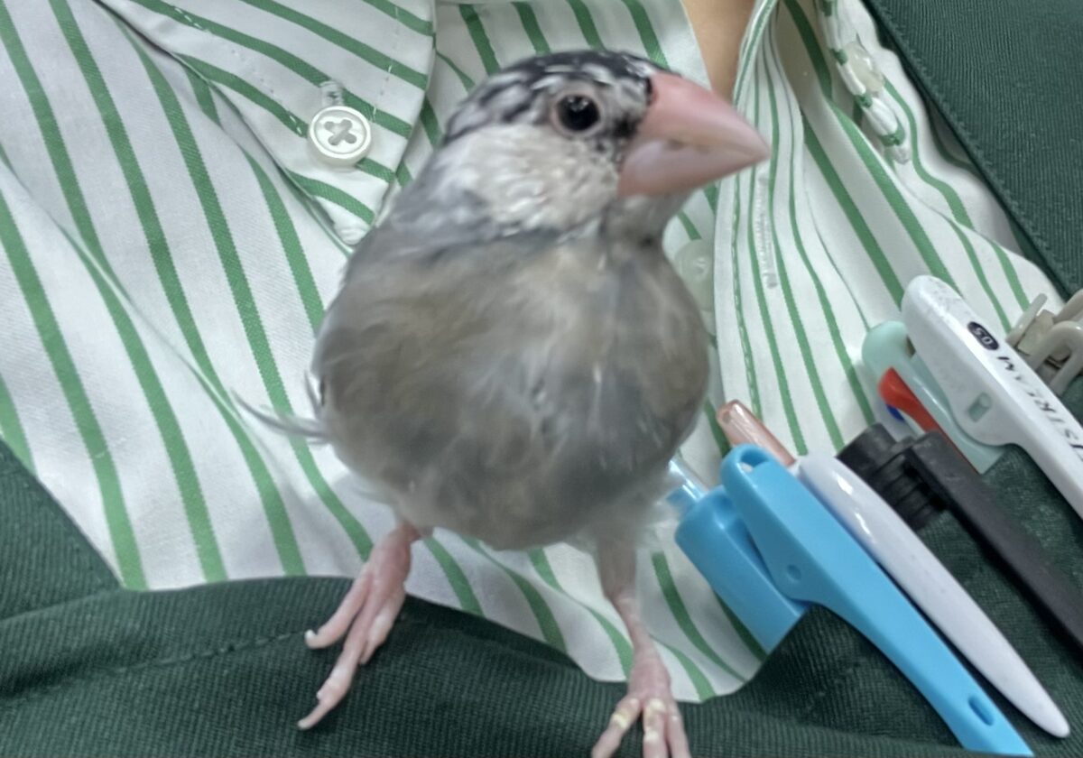 桜文鳥