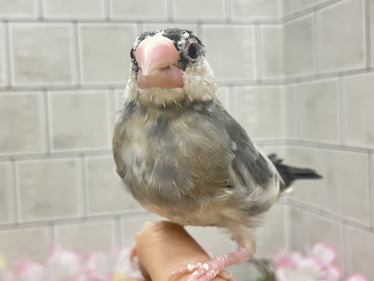 桜文鳥