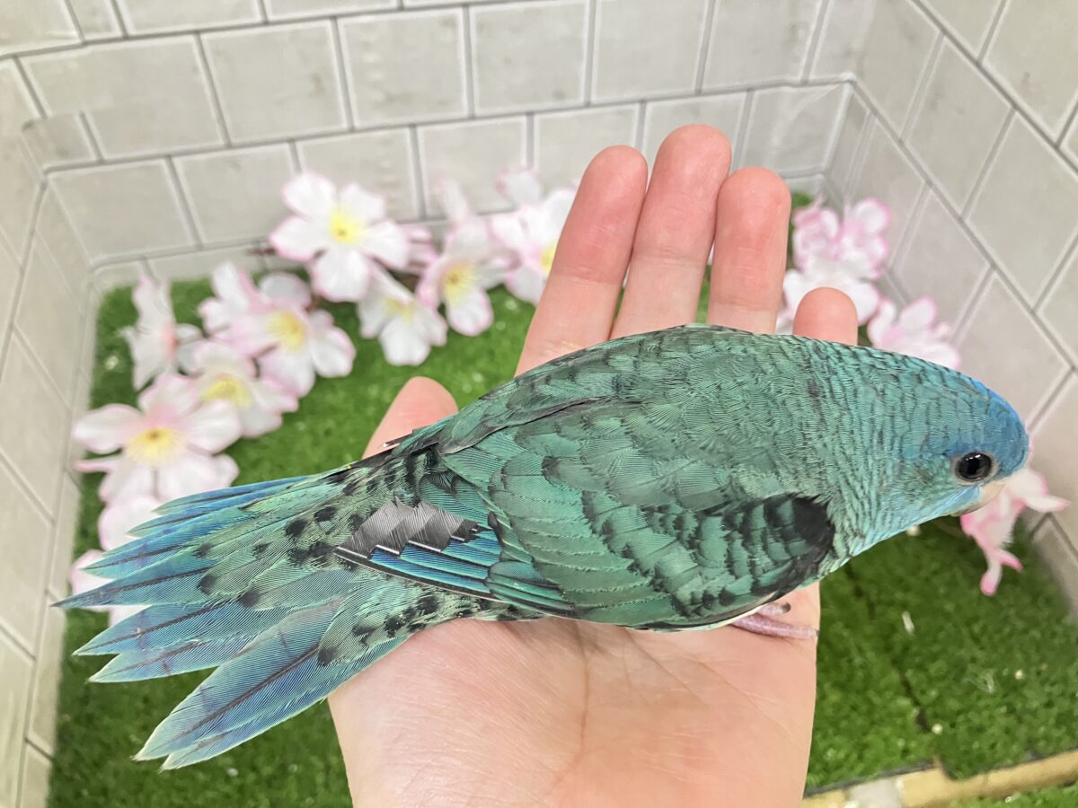 ✨最新画像✨爆裂荒波?!🌊はっちゃけピーポゥ!🚨🚓🚨サザナミインコ(ターコイズ/2026年3月生まれ) サザナミインコ