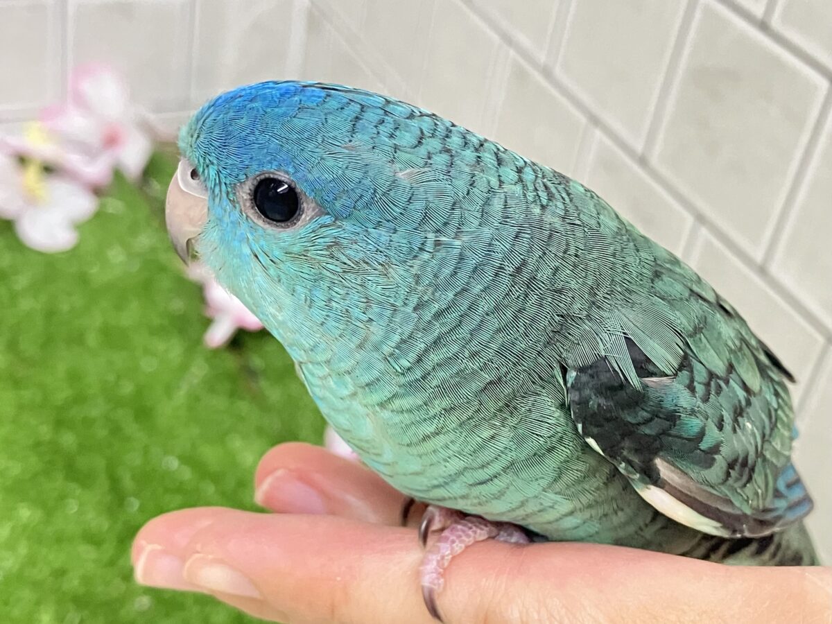 ✨最新画像✨爆裂荒波?!🌊はっちゃけピーポゥ!🚨🚓🚨サザナミインコ(ターコイズ/2026年3月生まれ) サザナミインコ