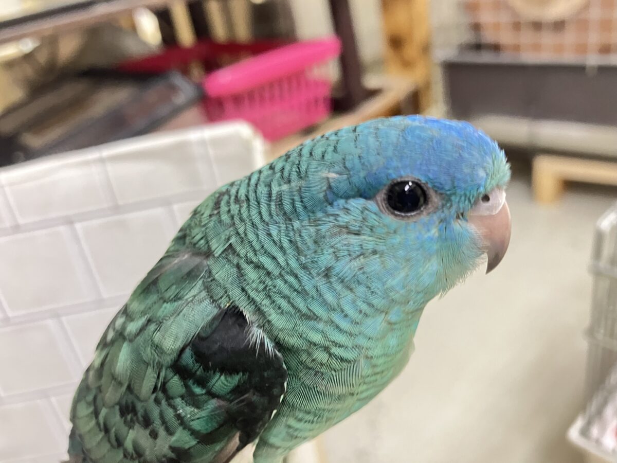 ✨最新画像✨爆裂荒波?!🌊はっちゃけピーポゥ!🚨🚓🚨サザナミインコ(ターコイズ/2026年3月生まれ) サザナミインコ