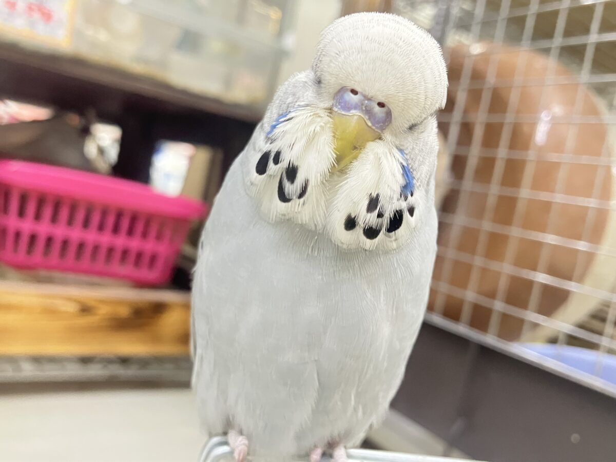 ビビビビ薄明光線❕青空チィク⛅️️🩵ジャンボセキセイインコ(グレーオパーリン/2026年3月生まれ) ジャンボセキセイインコ