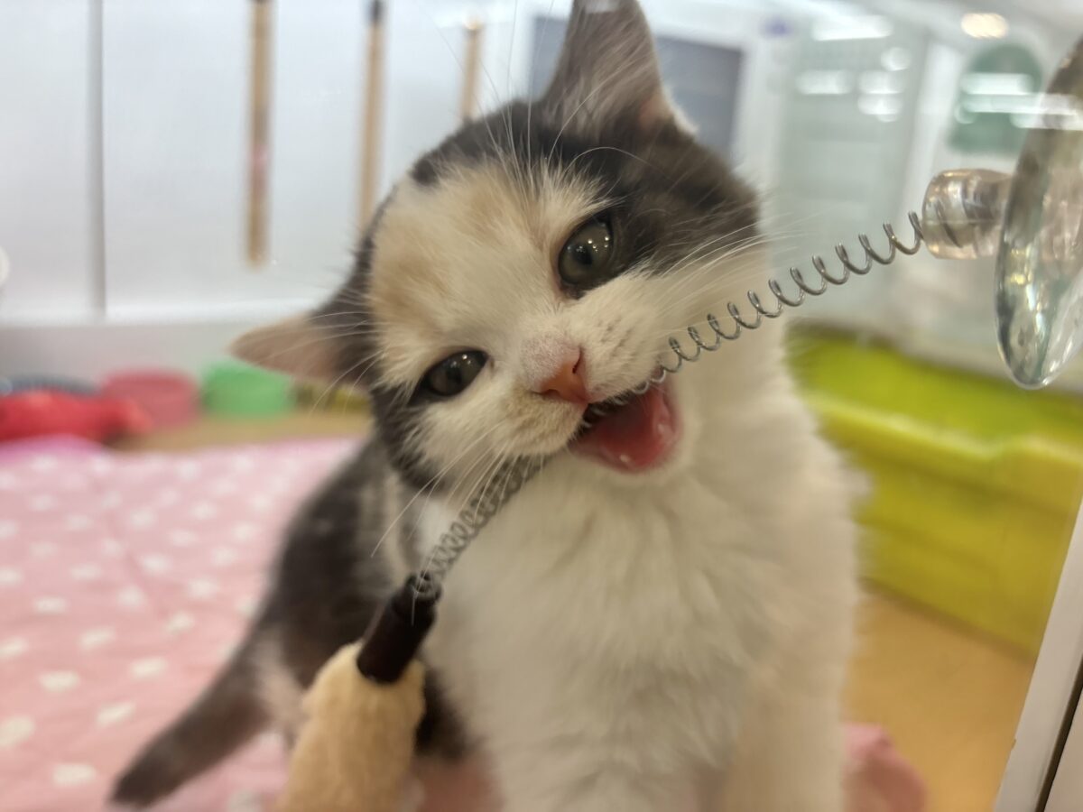 ミックス猫