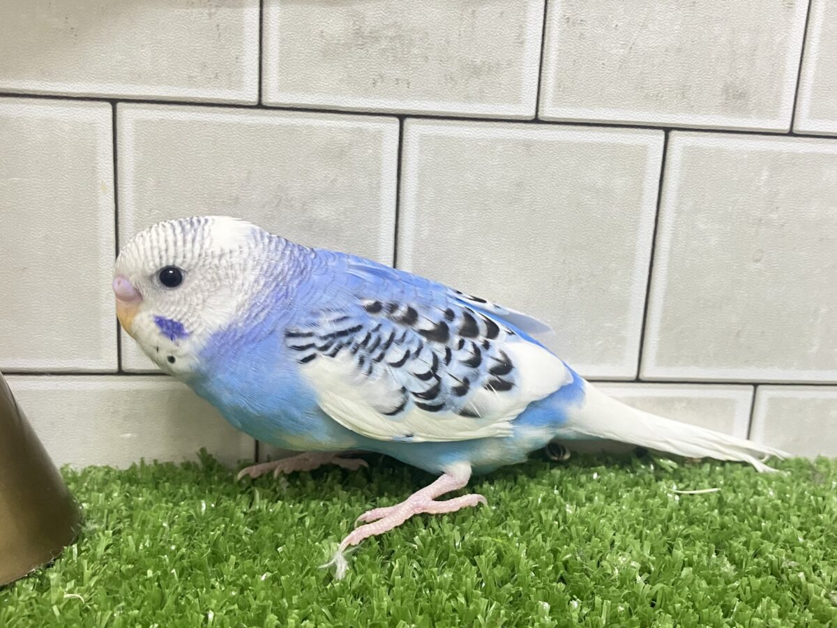 ✨最新画像✨いざ大空へ❕あ、同化するねぇ!⛅️✨セキセイインコ(ブルーパイド/2026年4月生まれ) セキセイインコ