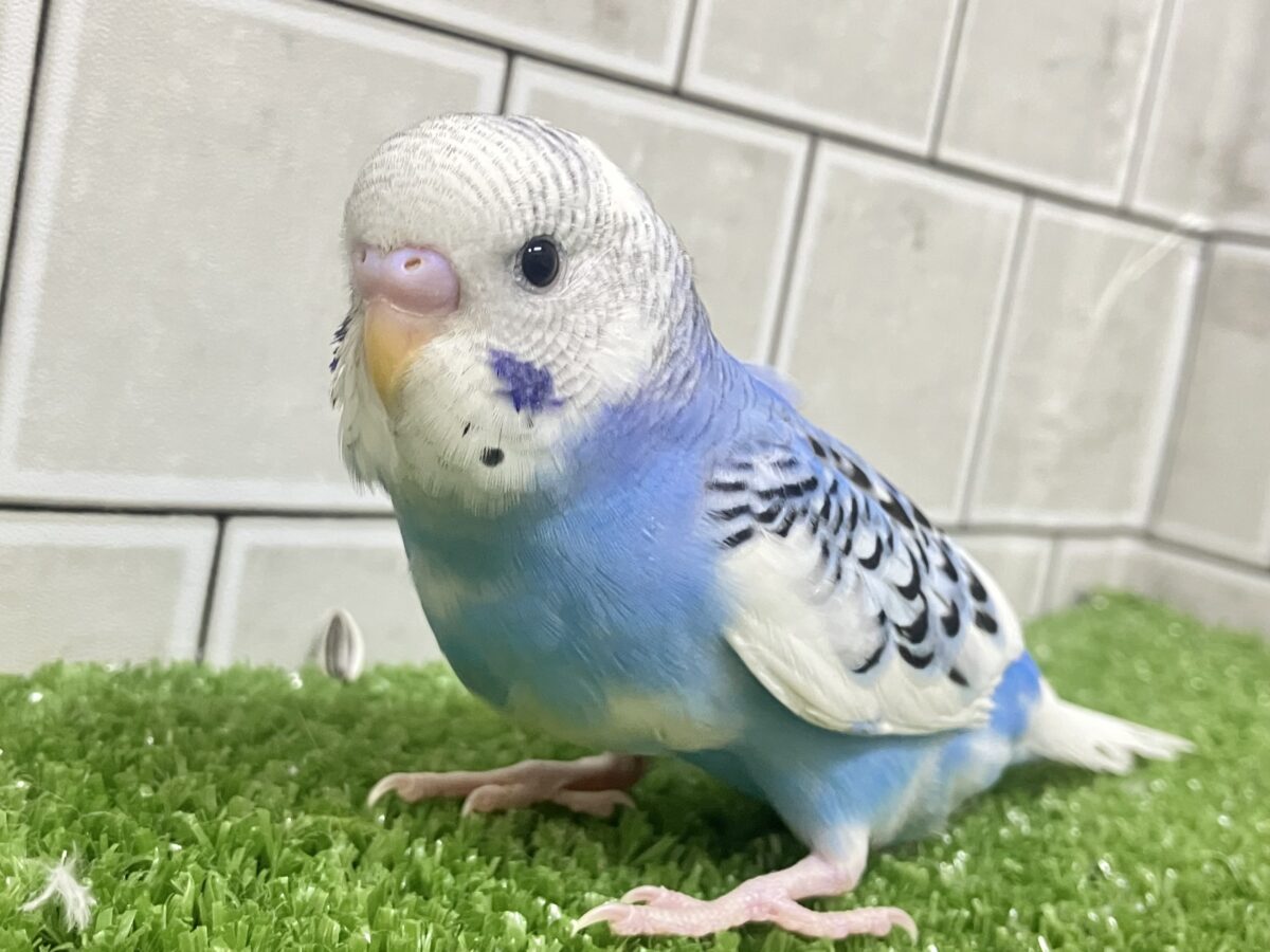 ✨最新画像✨いざ大空へ❕あ、同化するねぇ!⛅️✨セキセイインコ(ブルーパイド/2026年4月生まれ) セキセイインコ