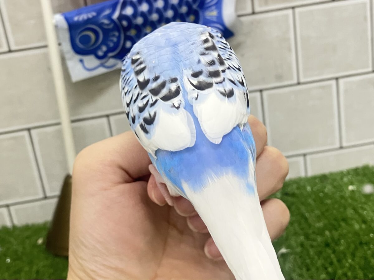✨最新画像✨いざ大空へ❕あ、同化するねぇ!⛅️✨セキセイインコ(ブルーパイド/2026年4月生まれ) セキセイインコ