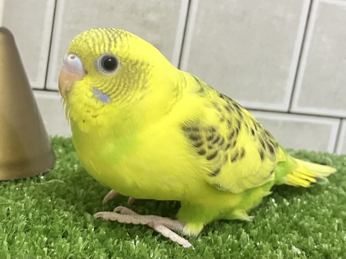トラ柄BABY。ふぉ〜えば〜🐯🍼セキセイインコ(イエローハルクイン/2026年4月生まれ) セキセイインコ