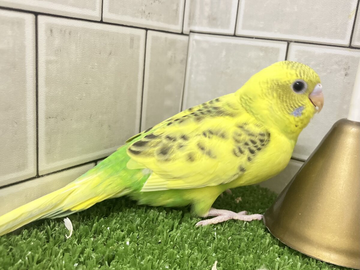 トラ柄BABY。ふぉ〜えば〜🐯🍼セキセイインコ(イエローハルクイン/2026年4月生まれ) セキセイインコ