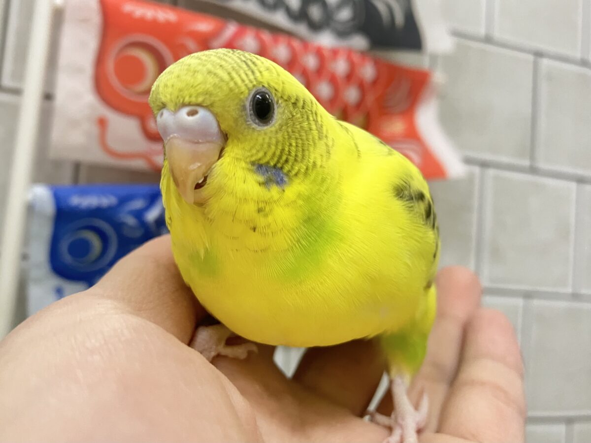 トラ柄BABY。ふぉ〜えば〜🐯🍼セキセイインコ(イエローハルクイン/2026年4月生まれ) セキセイインコ