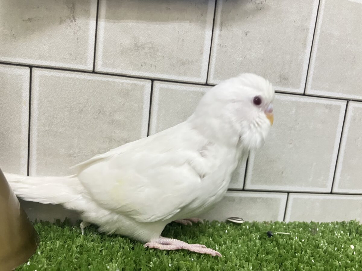 チロチロ🤍ほっぺたわっほっほ〜╭👀╮セキセイインコ(アルビノ/2026年4月生まれ) セキセイインコ