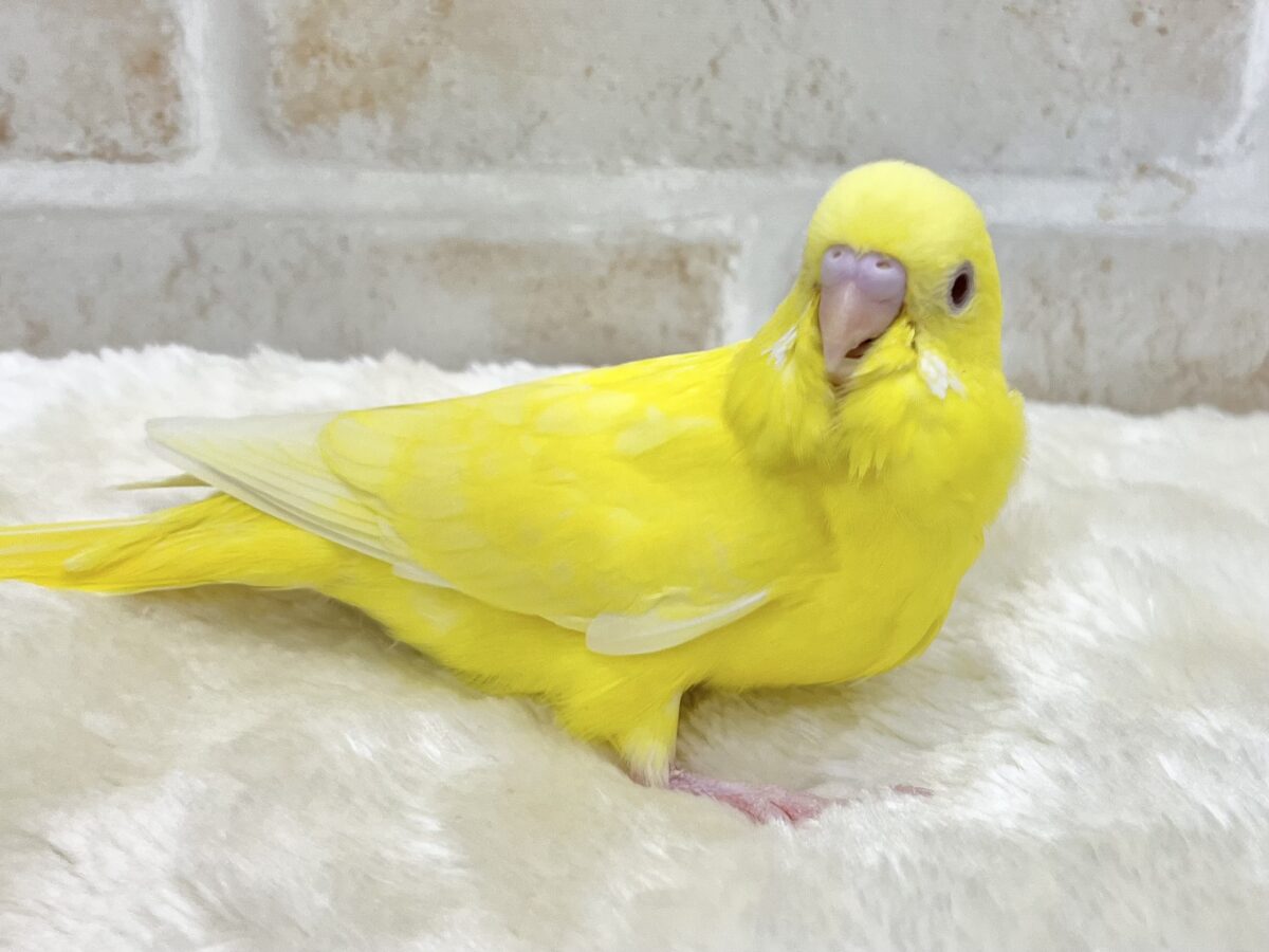 セキセイインコ