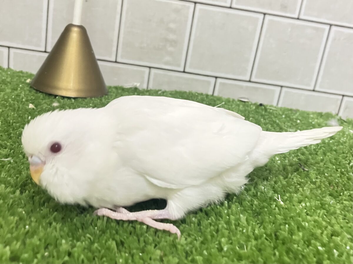 チロチロ🤍ほっぺたわっほっほ〜╭👀╮セキセイインコ(アルビノ/2026年4月生まれ) セキセイインコ