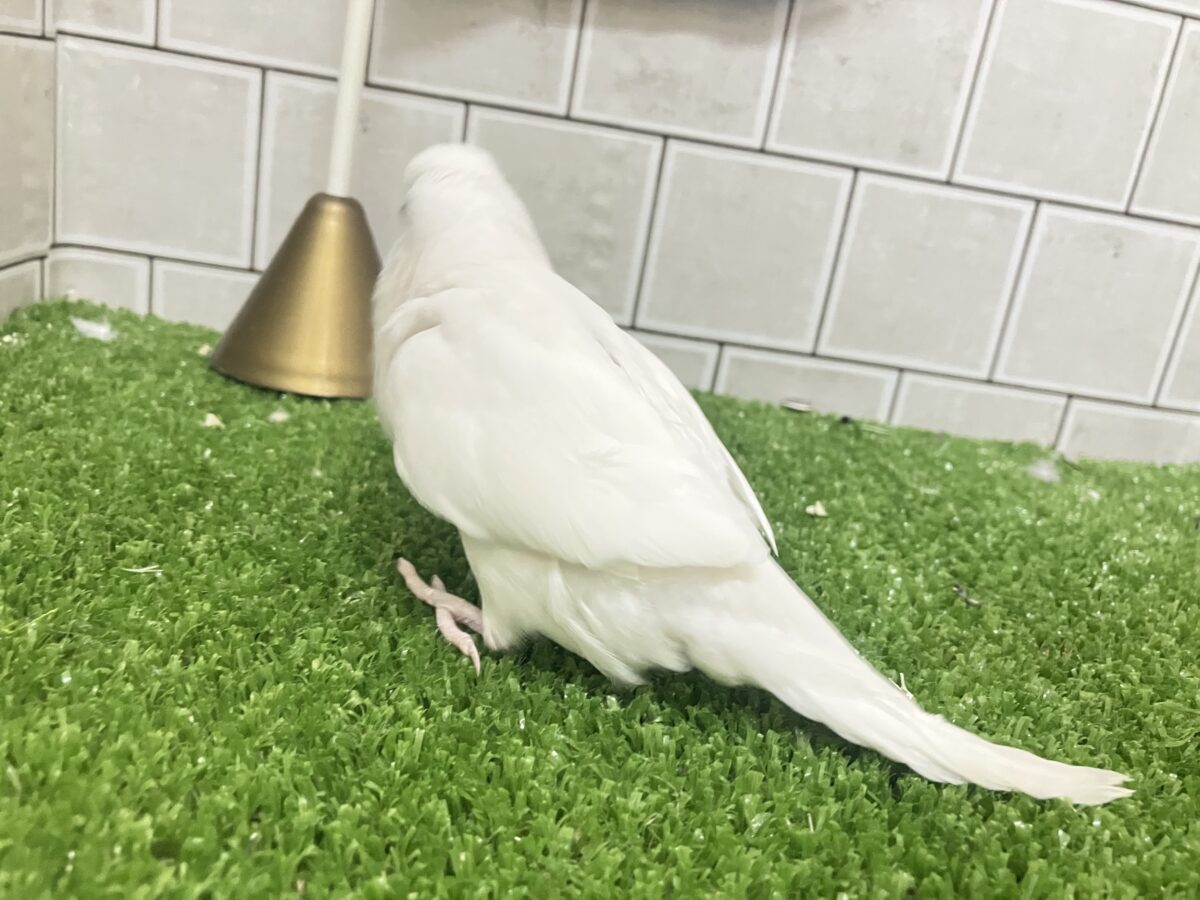 チロチロ🤍ほっぺたわっほっほ〜╭👀╮セキセイインコ(アルビノ/2026年4月生まれ) セキセイインコ
