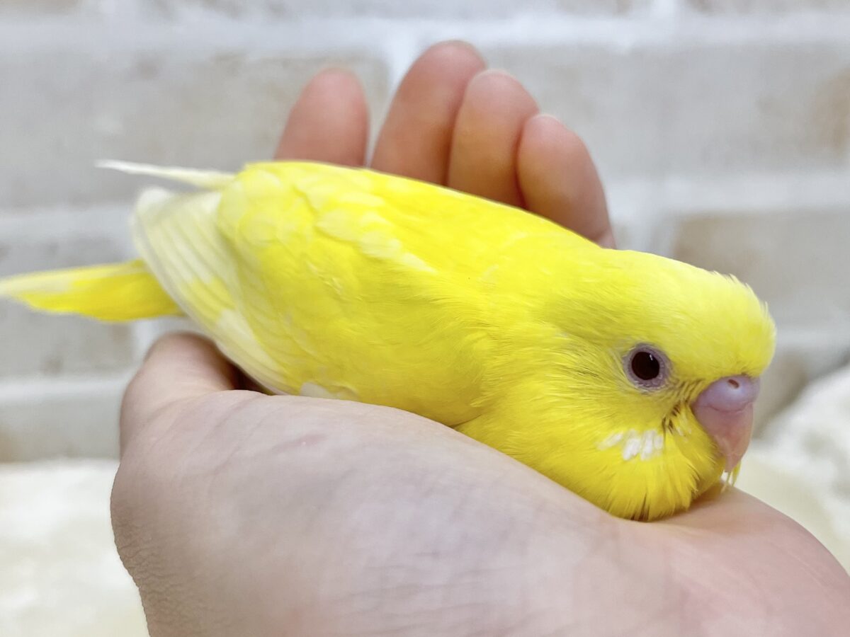 セキセイインコ