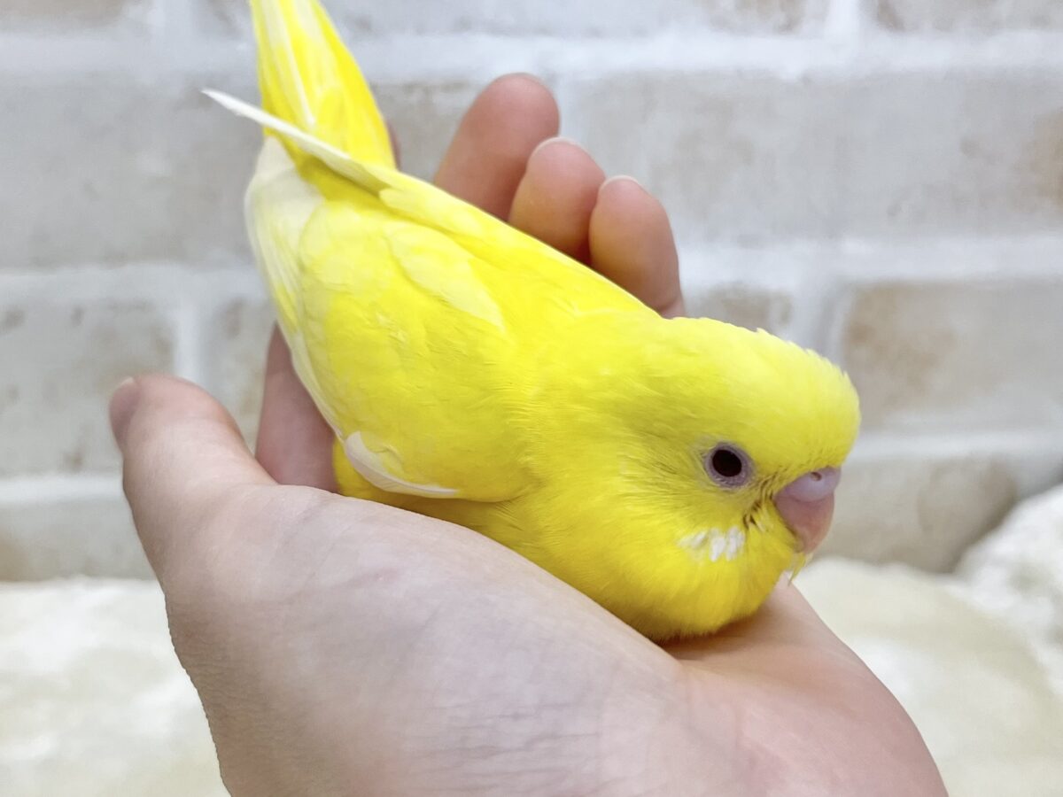 セキセイインコ