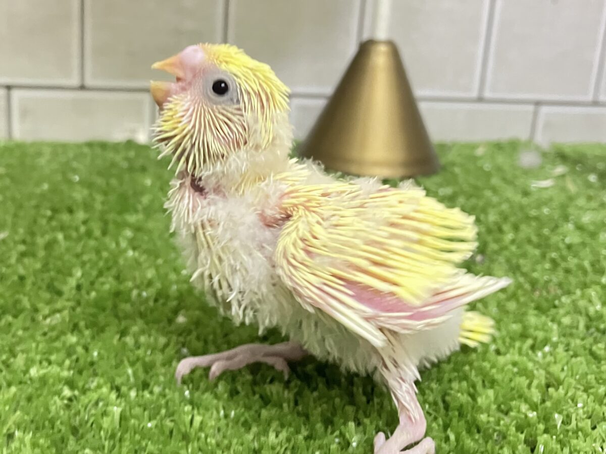 セキセイインコ