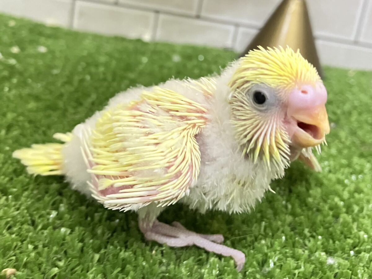 セキセイインコ