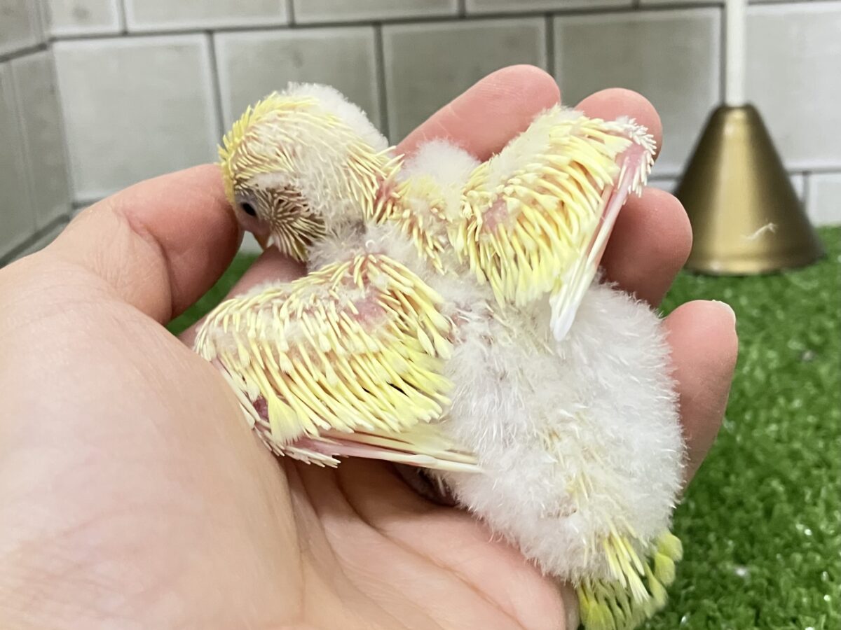 セキセイインコ