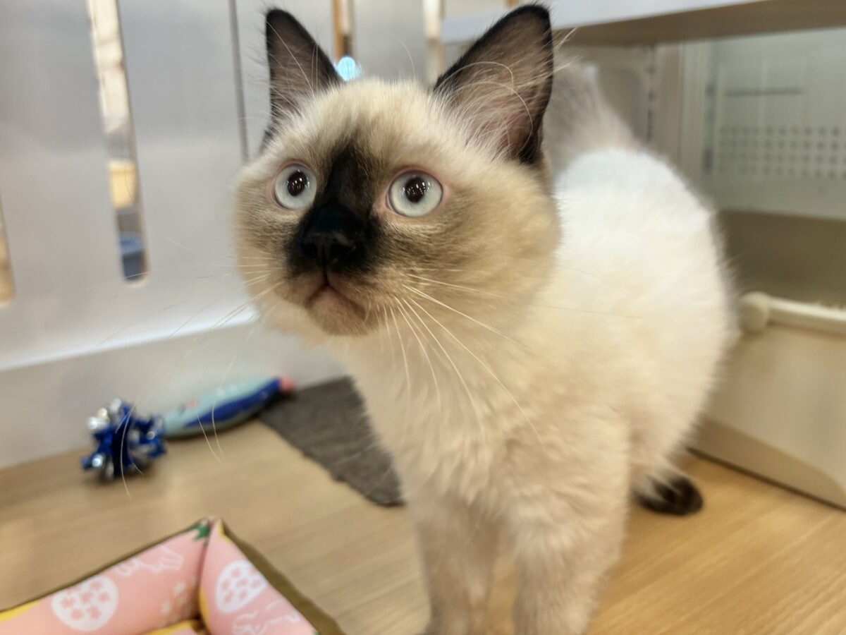 ブリティッシュショートヘア