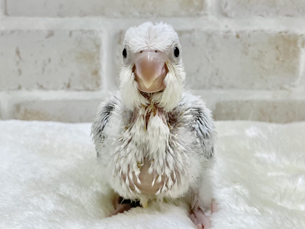 淡くてキレイなアイスブルー🧊✨💖 オキナインコ(ブルーパリドオパーリン) オキナインコ