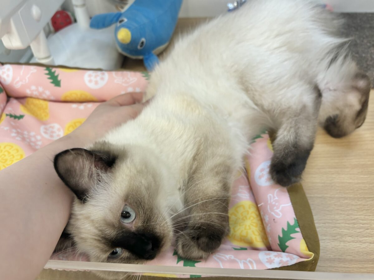 ブリティッシュショートヘア