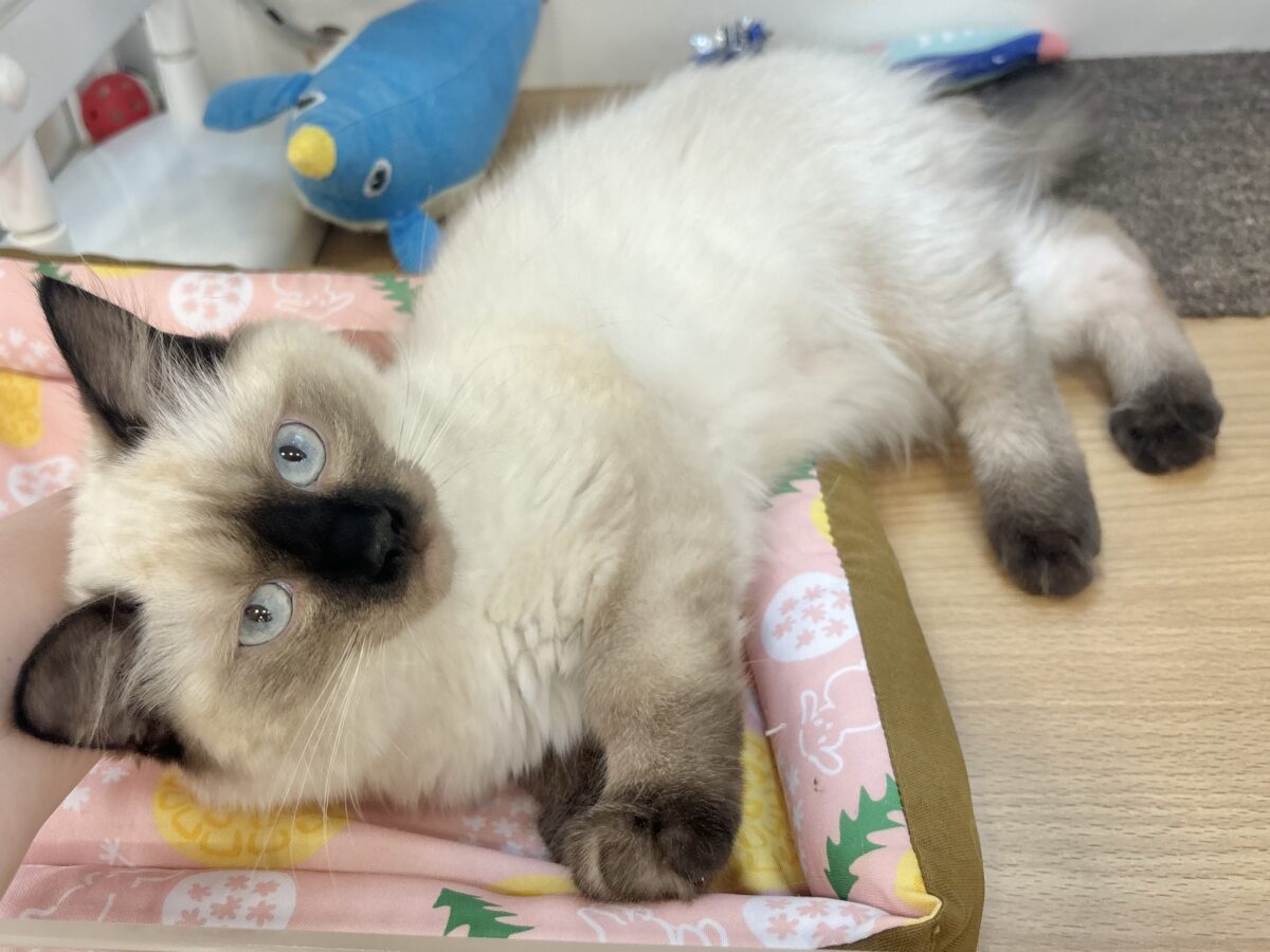 ブリティッシュショートヘア