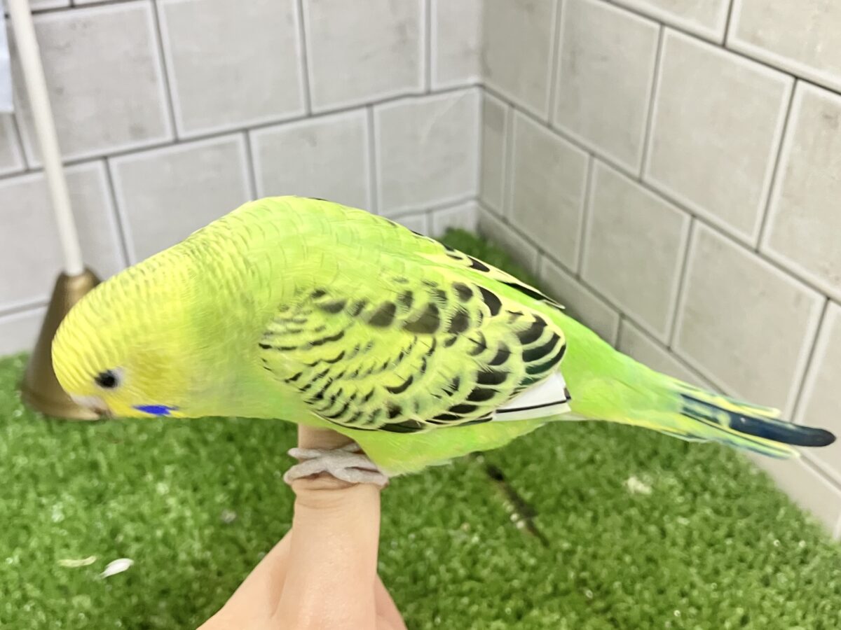 ✨最新画像✨シマシマみどり🌀⋆⸜💚⸝⋆セキセイインコ(グリーンオパーリン/2026年4月生まれ) セキセイインコ