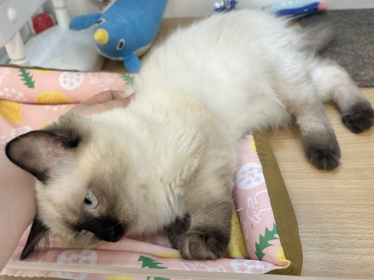 ブリティッシュショートヘア