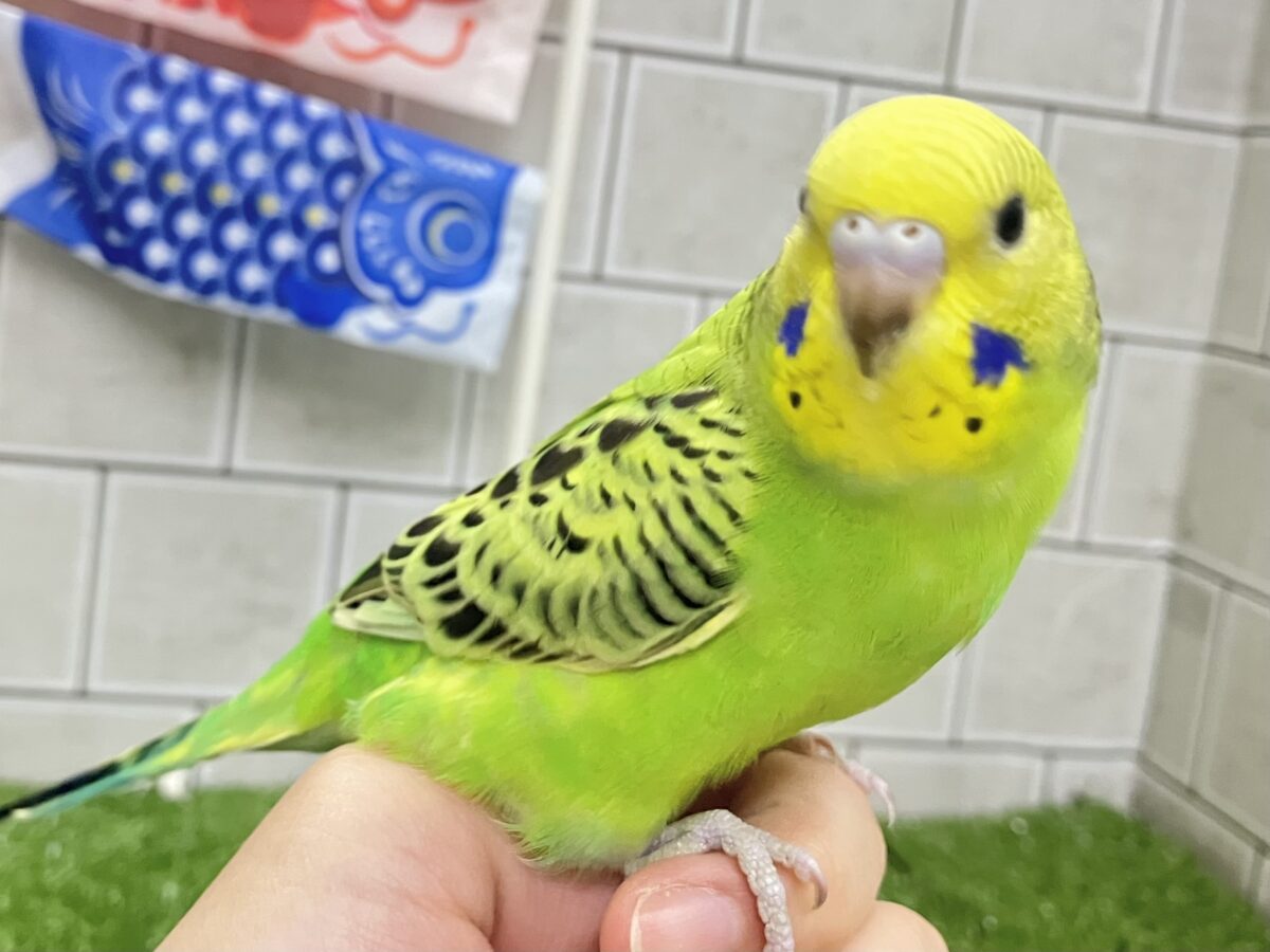 セキセイインコ