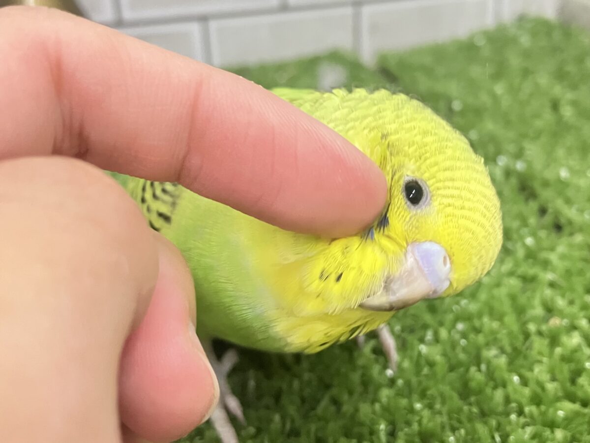 ✨最新画像✨シマシマみどり🌀⋆⸜💚⸝⋆セキセイインコ(グリーンオパーリン/2026年4月生まれ) セキセイインコ