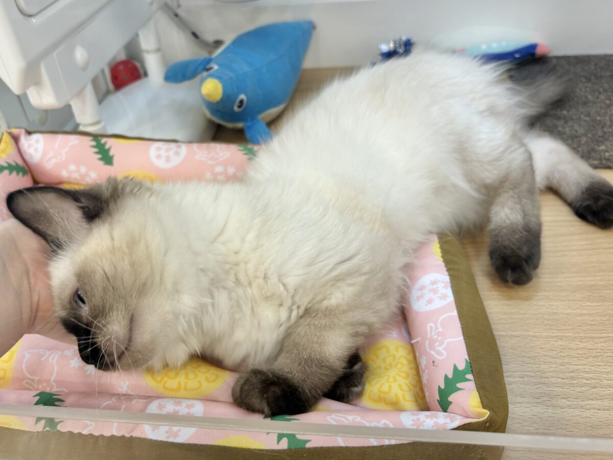 ブリティッシュショートヘア