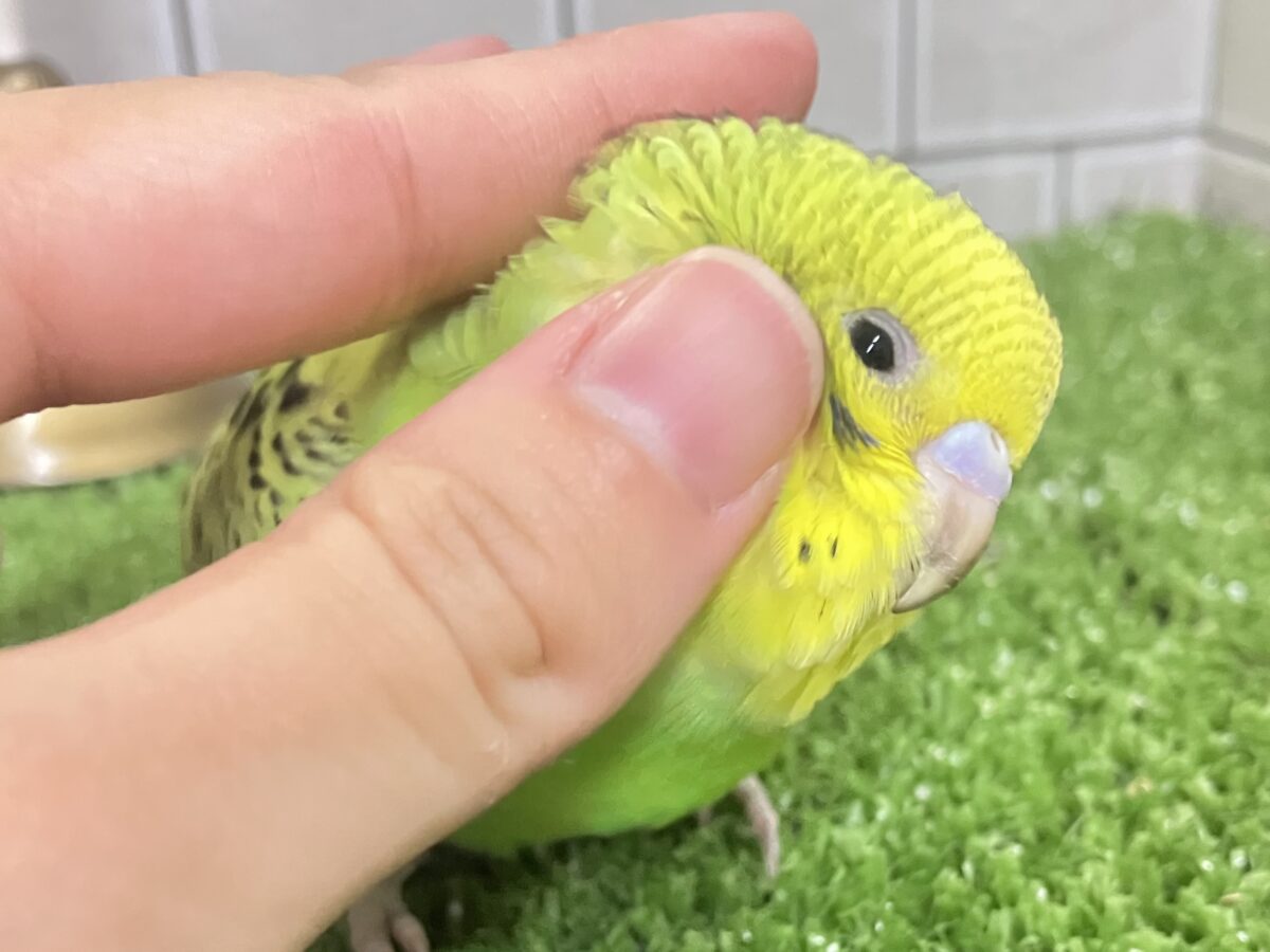 ✨最新画像✨シマシマみどり🌀⋆⸜💚⸝⋆セキセイインコ(グリーンオパーリン/2026年4月生まれ) セキセイインコ