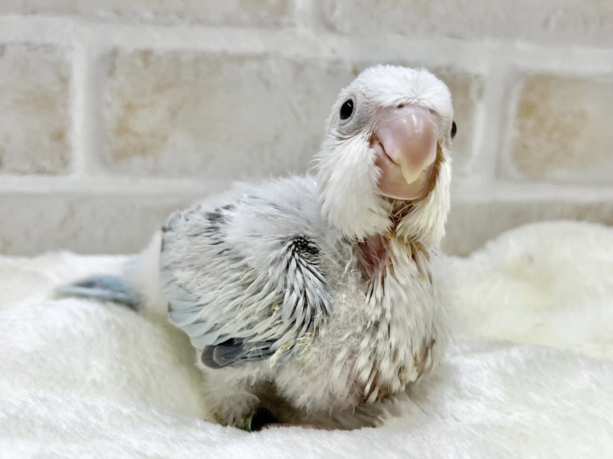 オキナインコ