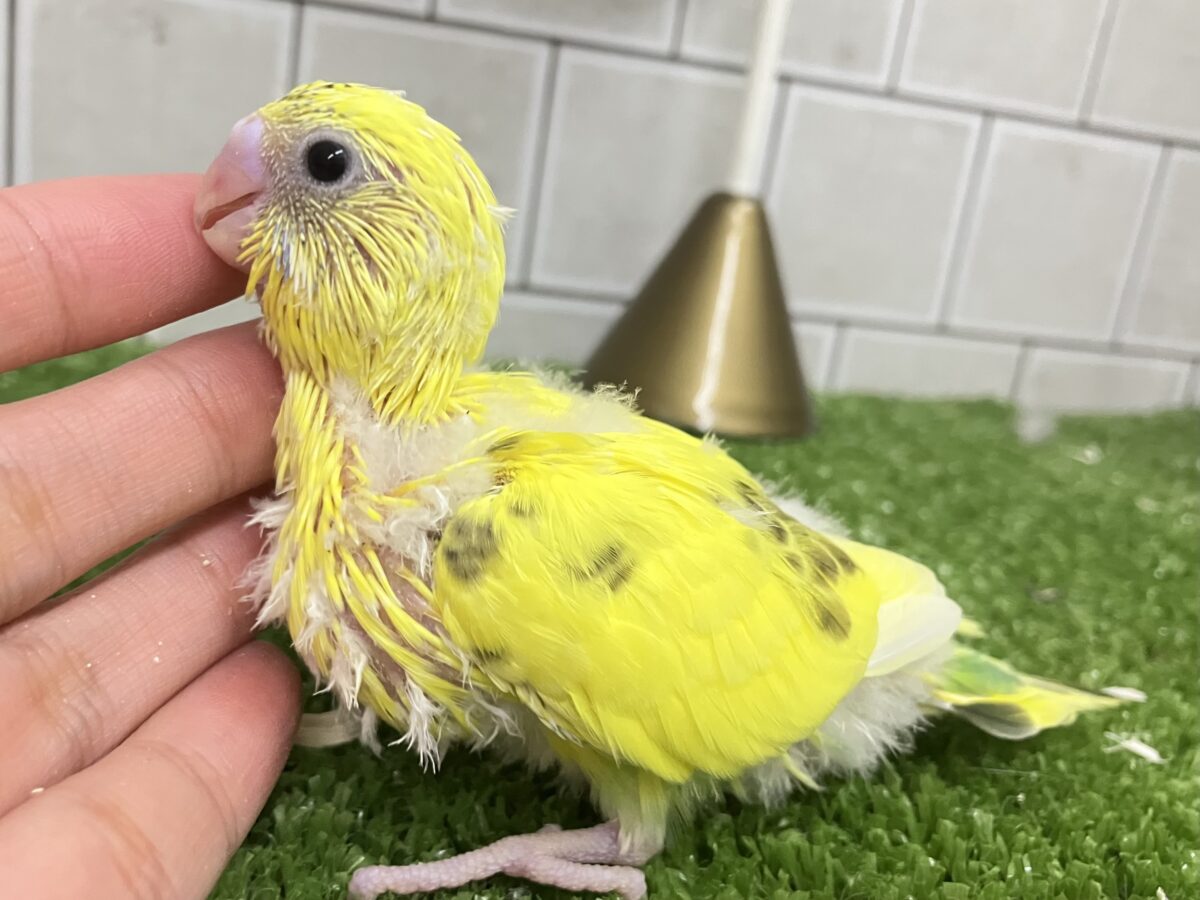 ✨最新画像✨ぽやぁ💭🎀潤いの雫ポタッ✨️🖌セキセイインコ(イエローハルクイン/2026年4月生まれ) セキセイインコ