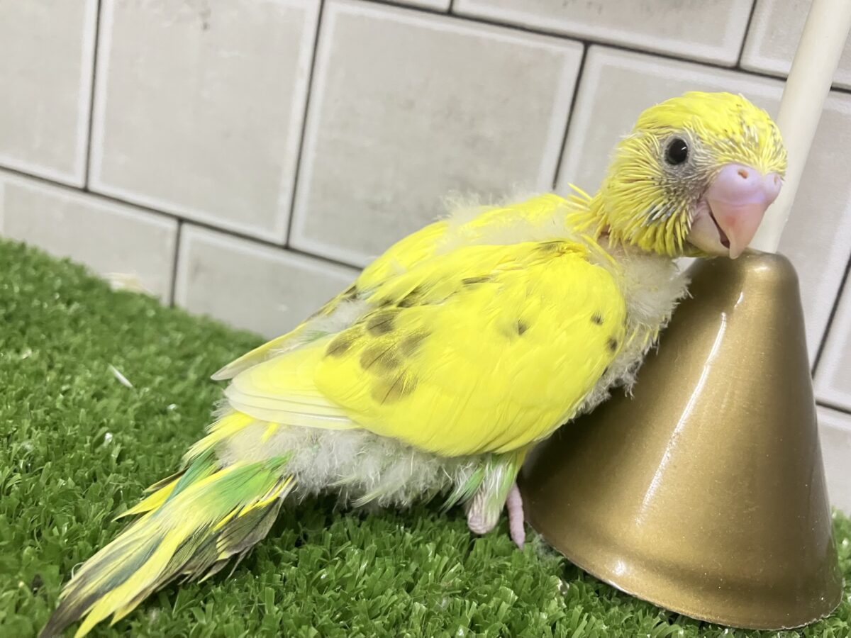 ✨最新画像✨ぽやぁ💭🎀潤いの雫ポタッ✨️🖌セキセイインコ(イエローハルクイン/2026年4月生まれ) セキセイインコ