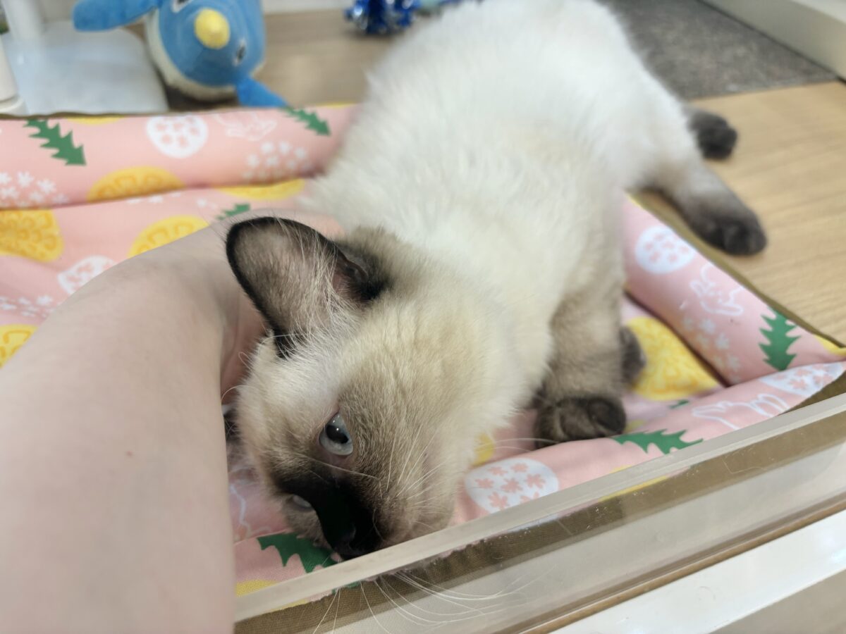 ブリティッシュショートヘア