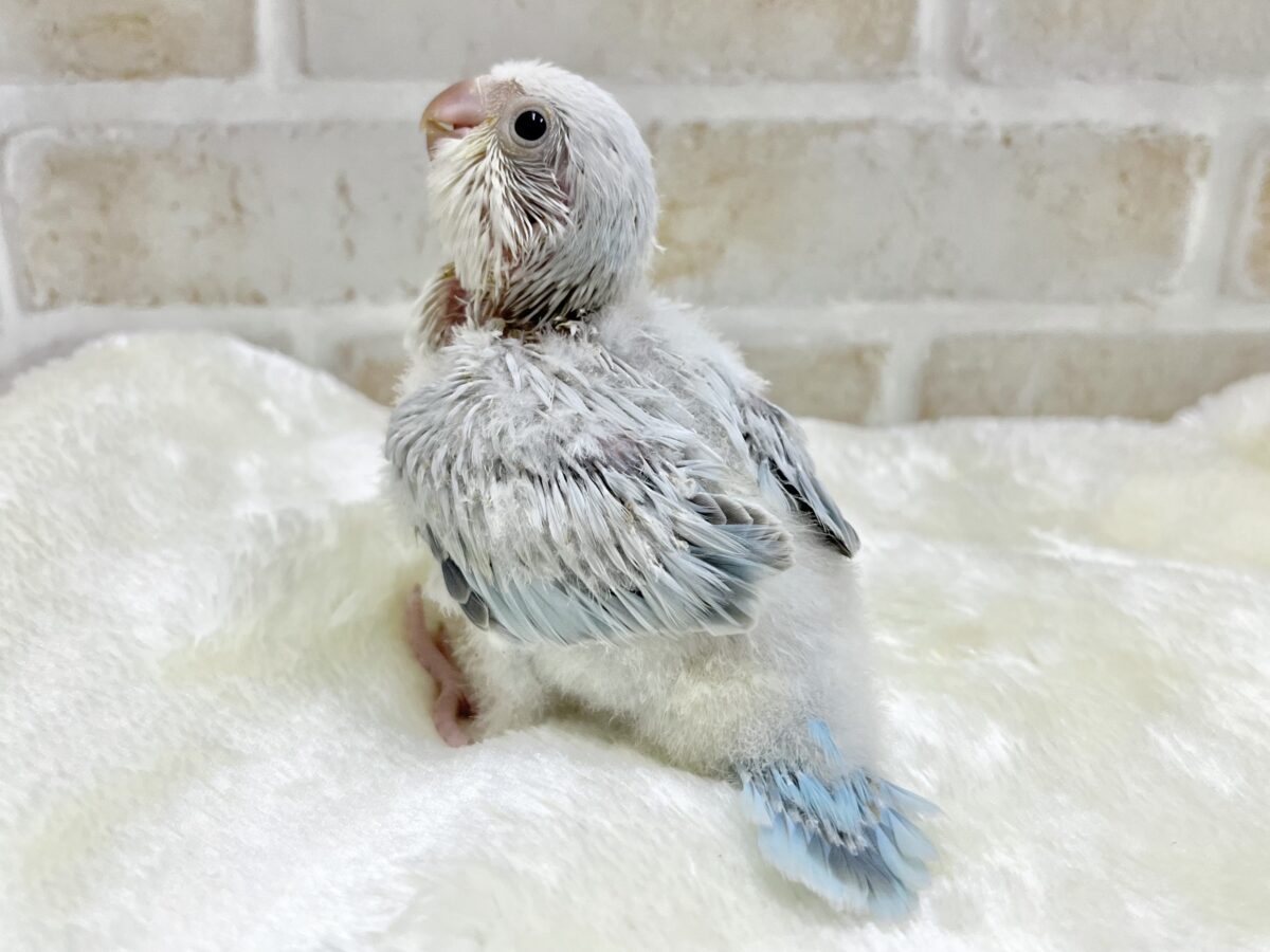 オキナインコ