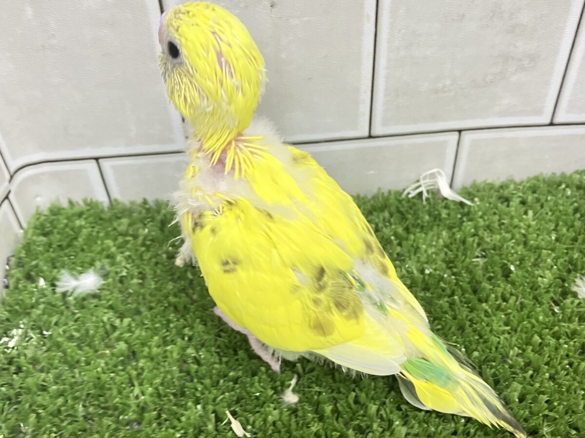 ✨最新画像✨ぽやぁ💭🎀潤いの雫ポタッ✨️🖌セキセイインコ(イエローハルクイン/2026年4月生まれ) セキセイインコ
