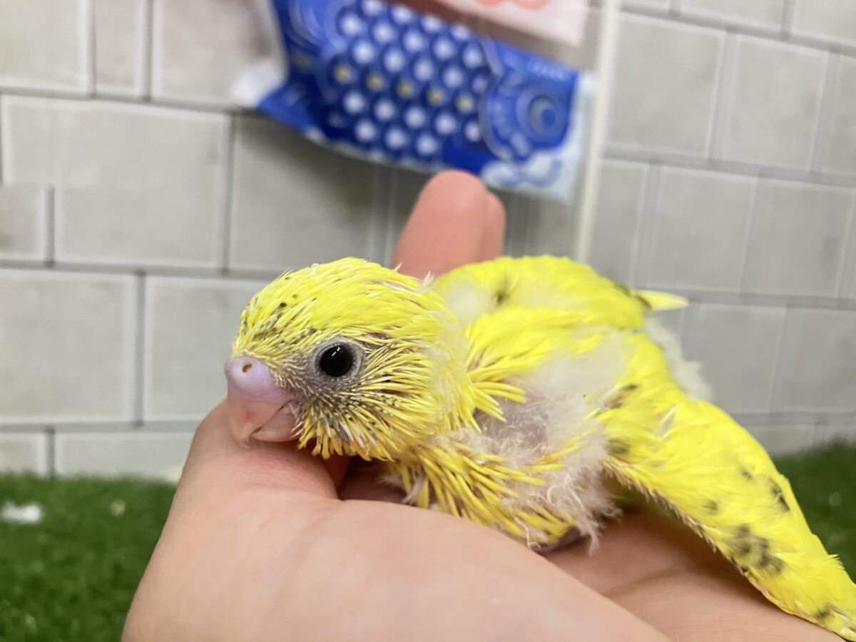 セキセイインコ
