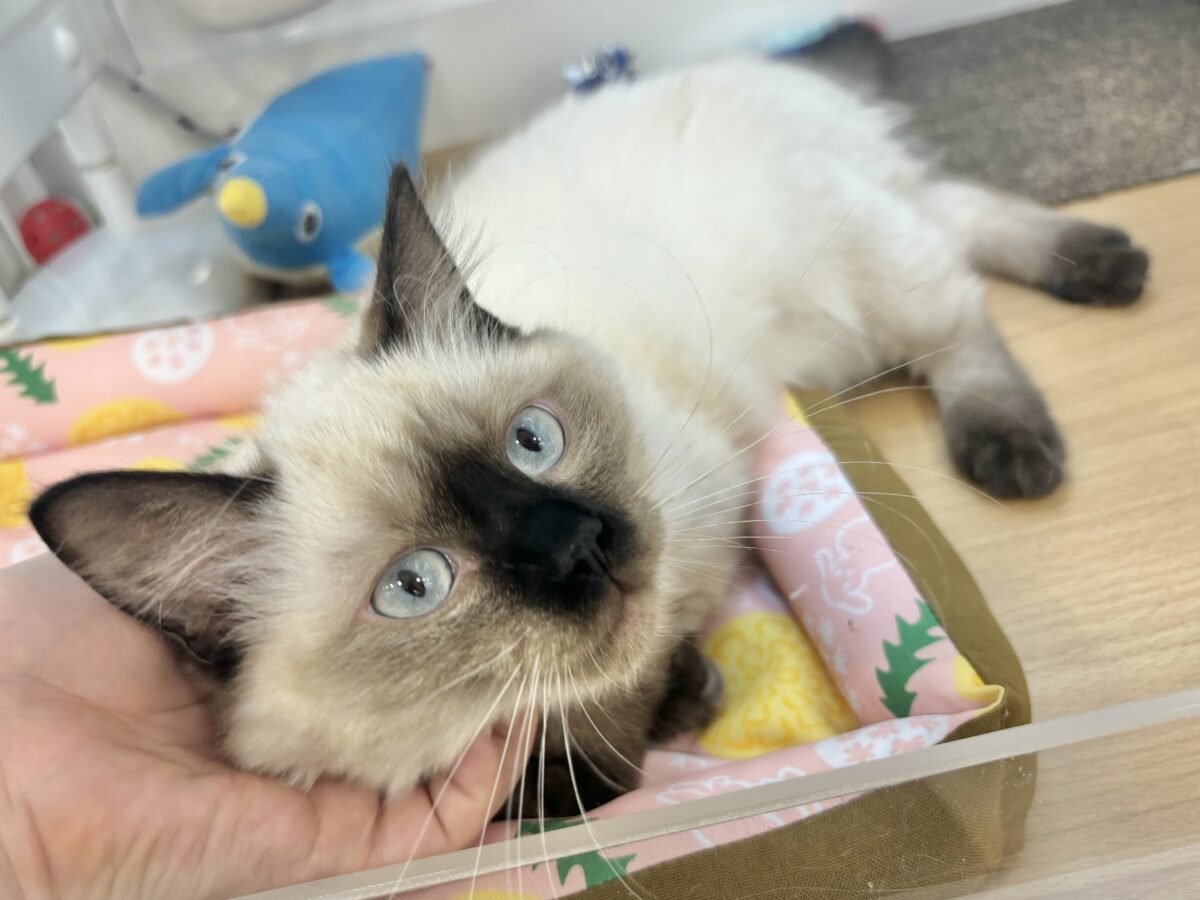 ブリティッシュショートヘア