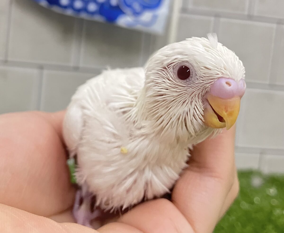 ✨最新画像✨雲になりたい?!🪽⋆.*ヴァッサー𝐡𝐨𝐦𝐞 𝐫𝐮𝐧⚾️🤍セキセイインコ(アルビノ/2026年4月生まれ) セキセイインコ