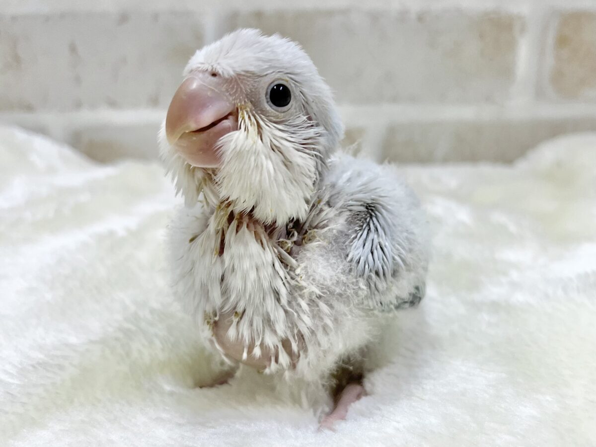 オキナインコ